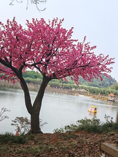 湖畔盛开的绚烂粉色花树