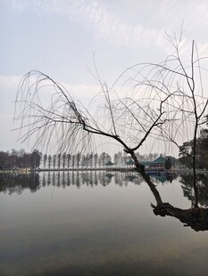 湖畔垂柳映静水