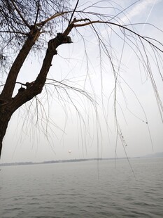 湖畔垂柳