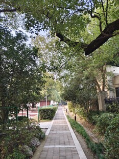 林荫小道