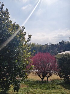 春日园林景致