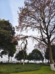 公园春日景