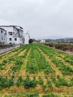 乡村田野风景