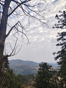 山林枯树与远处山峦