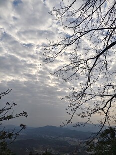 山间云景 枝桠点缀天空