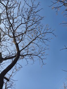 蓝天枯枝剪影