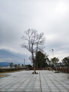 广场孤树