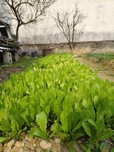 小院中的嫩绿蔬菜