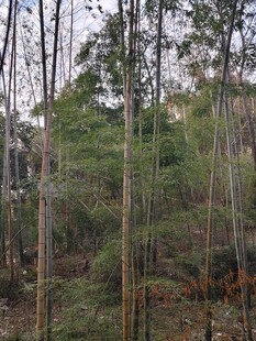 茂密树林中的自然景致