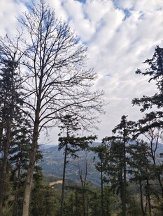 山林冬日景象
