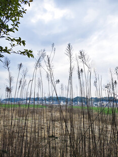秋日芦苇荡风景