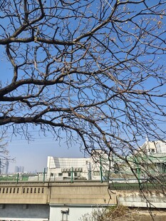 冬日树枝