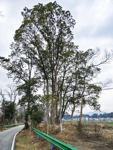 乡村公路旁的挺拔树木