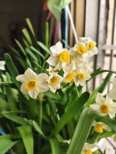 清新绽放的水仙花