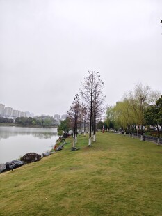湖畔草地风景