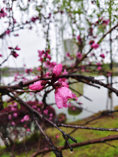 雨中绽放的娇艳粉色花朵