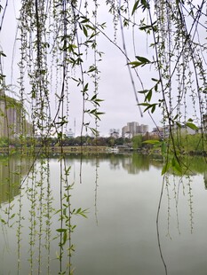 湖畔垂柳 宁静春日景致