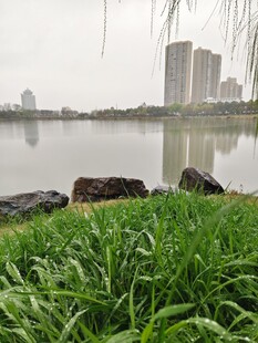 湖畔绿草与远处城市景观