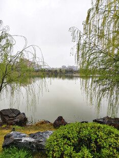 湖畔垂柳绿植景致宜人