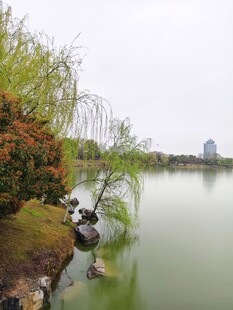 湖畔春色 繁花映绿水