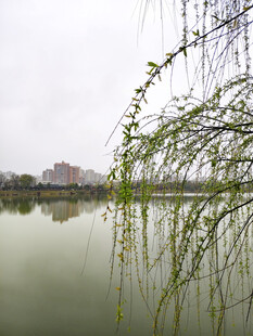 湖畔垂柳映景