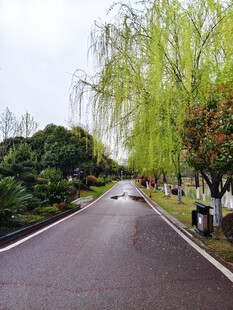 春日垂柳下的静谧道路