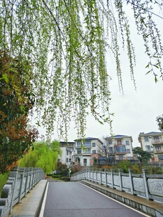 河畔垂柳
