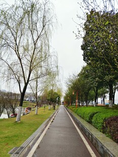 春日林荫小道风景