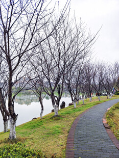 冬日湖畔小径 树木萧瑟