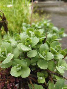 翠绿水生植物生机勃勃