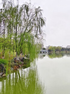 湖畔垂柳映绿水美景