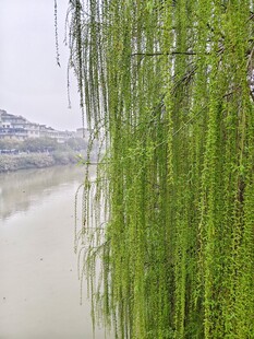河畔垂柳  尽显春日生机