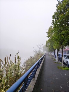 雾中静谧的道路与绿植
