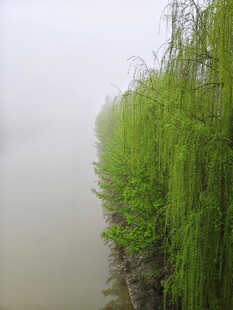雾中垂柳 绿意盎然