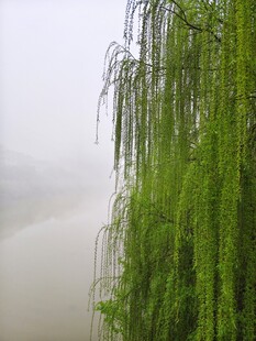 雾中垂柳 尽显诗意