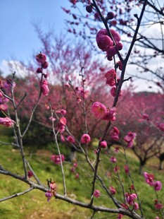 春日梅花绽放美景