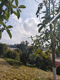 户外绿树蓝天