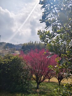春日繁花绿树美景