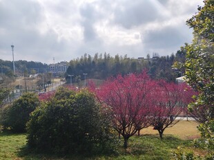 春日公园繁花似锦