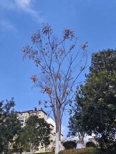 蓝天映衬下的光秃树木