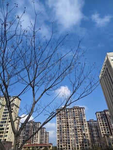 城市树枝与高楼