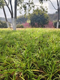 翠绿草地