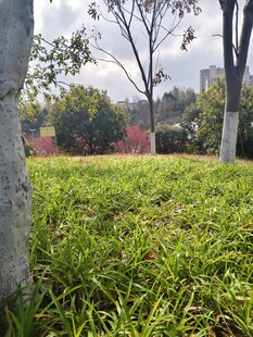 绿草地与树木景观
