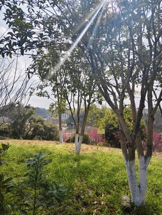 春日公园树木与草地