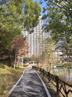 城市林间步道