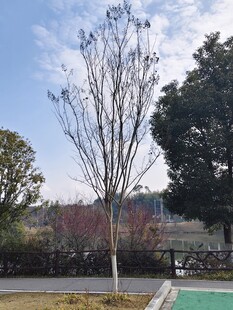 冬日园林树木
