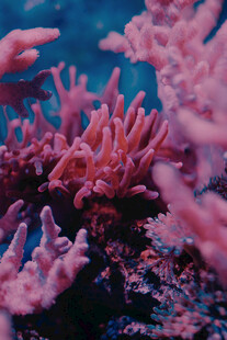 梦幻粉色珊瑚景观