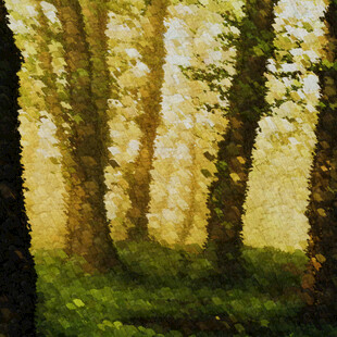 阳光洒落的静谧森林