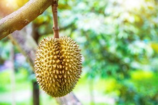 枝头悬挂的新鲜榴莲