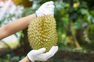 双手捧起新鲜榴莲